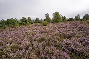 Framed Print : Purple flowering heath, broom heather and juniper bushes