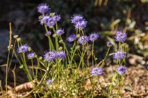 Purple flowering plants