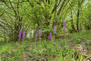Purple flowers grow in a dense