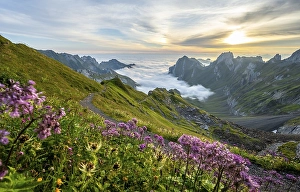 Purple flowers on a mountain meadow