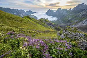 Purple flowers on a mountain meadow