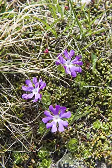 Purple flowers, least primrose (Primula minima)
