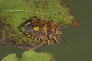 Purple fruit bug (Carpocoris purpureipennis) on a leaf