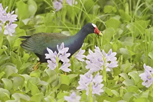 Purple Gallinule (Porphyrio martinica)