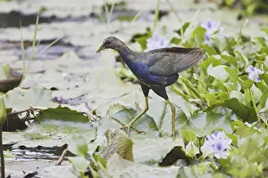 Purple Gallinule (Porphyrio martinicus) juvenile