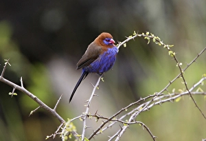 Purple Grenadier (Uraeginthus ianthinogaster)