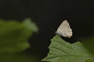 Purple hairstreak butterfly (Favonius quercus) adult insect on a Hazel tree leaf in a woodland in the summer