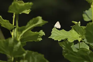 Purple hairstreak butterfly (Favonius quercus) adult insect on a Hazel tree leaf in a woodland in the summer