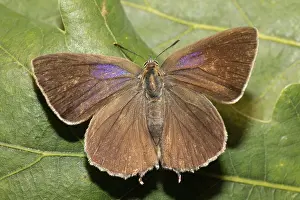 Purple hairstreak (Favonius quercus)