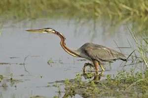 Purple Heron (Ardea purpurea), adult