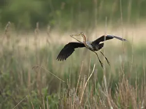 Purple Heron (Ardea purpurea), Baden-Wuerttemberg