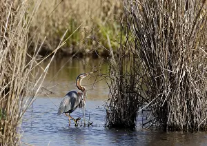 Purple heron Ardea purpurea fetches nesting material