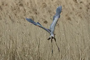 Purple heron, Ardea purpurea, flies out of reeds