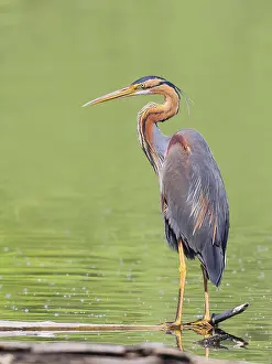 Purple heron (Ardea purpurea), standing on a branch in the water