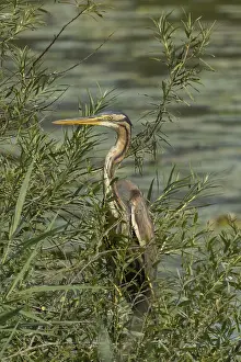 Purple heron standing in green willow bushes looking left in front of water