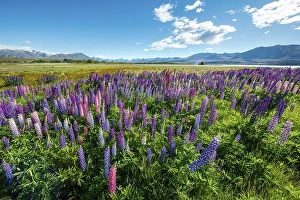 Purple large-leaved lupins (Lupinus polyphyllus)
