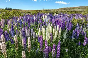 Purple large-leaved lupins (Lupinus polyphyllus)