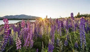 Purple Large-leaved lupins (Lupinus polyphyllus)