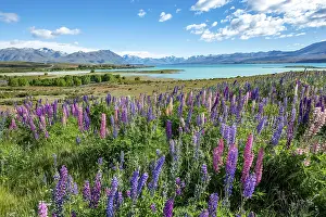Purple large-leaved lupins (Lupinus polyphyllus)