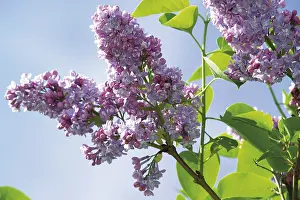 Purple Lilac (Syringa)