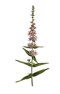 Purple loosestrife (Lythrum salicaria)