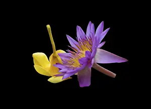 Framed Print : Purple lotus and yellow flower buddhist ceremonial accessories Framed Print : Purple lotus and yellow flower buddhist ceremonial accessories