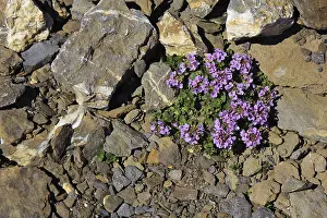 Purple mountain saxifrage also saxifraga oppositifolia