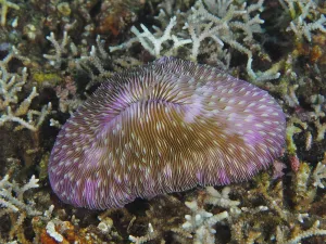 Category Wildlife DE Prints: Purple mushroom coral (Fungia fungites) on a sea bed