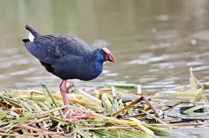 Purple partridge (Porphyrio porphyrio)