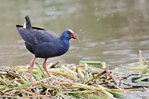 Purple partridge (Porphyrio porphyrio)