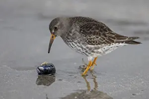 Purple Sandpiper (Calidris maritima)