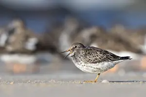 Purple Sandpiper (Calidris maritima)