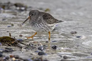 Purple Sandpiper (Calidris maritima)