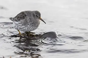 Purple Sandpiper (Calidris maritima)
