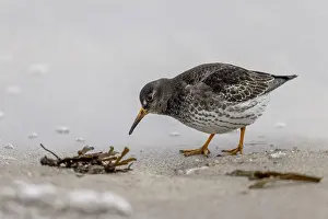 Purple Sandpiper (Calidris maritima)