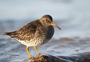 Purple Sandpiper (Calidris maritima)