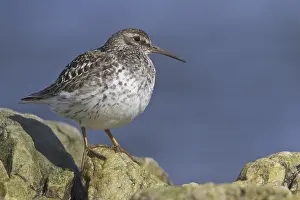 Purple Sandpiper (Calidris maritima)
