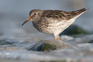 Purple Sandpiper (Calidris maritima)