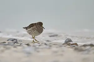 Purple sandpiper (Calidris maritima) on the beach