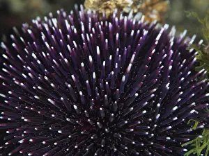 Purple sea urchin (Sphaerechinus granularis) with long