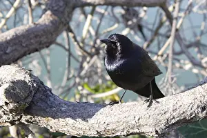 Purple starling in splendour (Euphagus cyanocephalus)
