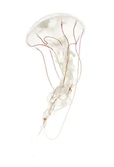 Purple-striped jellyfish, Chrysaora colorata