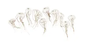 Purple-striped jellyfish, Chrysaora colorata