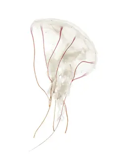 Purple-striped jellyfish, Chrysaora colorata