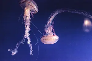 Purple striped jellyfish Chrysaora colorata has long tentacles and can be found off the coast of Monterey