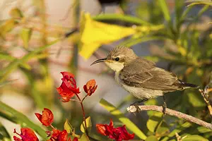 Purple Sunbird (Cinnyris asiaticus) female