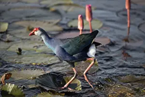 Purple Swamphen in pink water lilies (Porphyrio porphyrio poliocephalus)