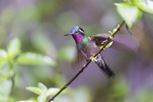 Purple-throated nymph (Lampornis calolaemus)