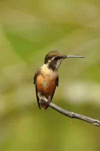 Purple-throated Starthroat, female adult