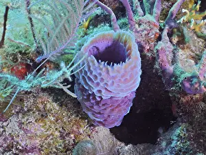Category Coral Reefs DE Prints: Purple vase sponge (Callyspongia plicifera)